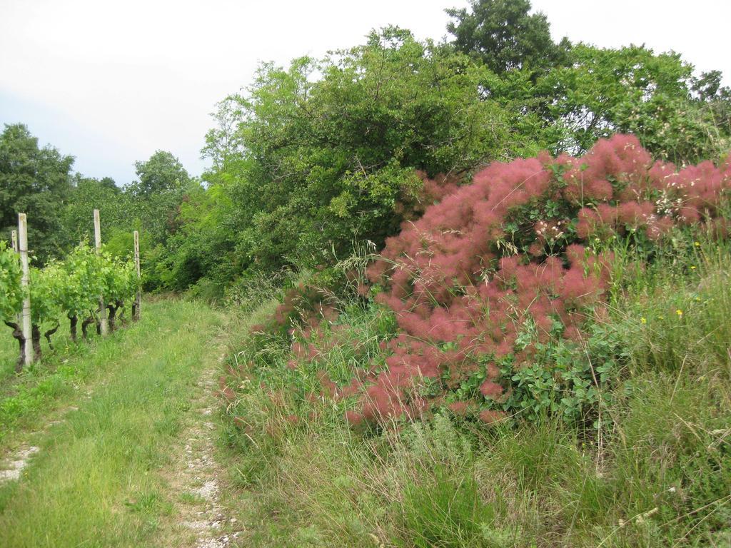 Agriturismo Campagnoletto Cavriana Εξωτερικό φωτογραφία