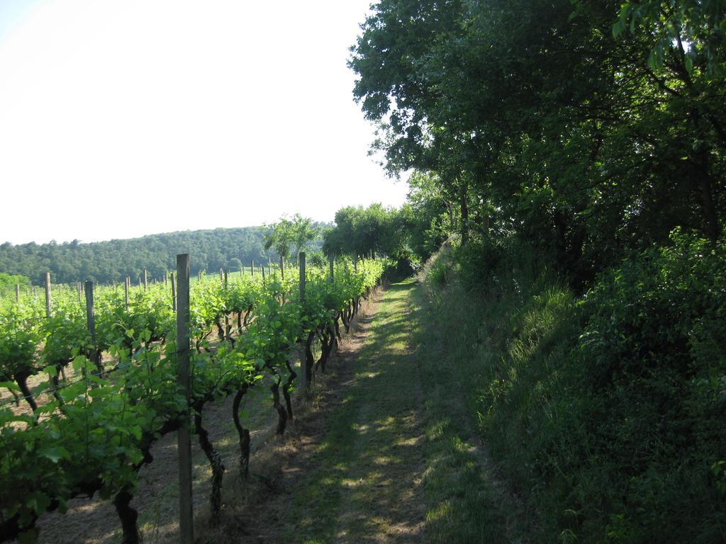 Agriturismo Campagnoletto Cavriana Δωμάτιο φωτογραφία