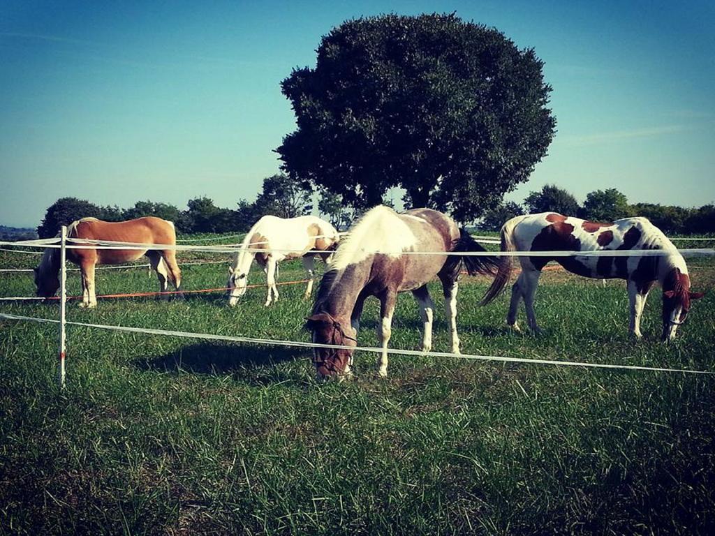 Agriturismo Campagnoletto Cavriana Εξωτερικό φωτογραφία